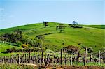 Australia, South Australia, Barossa Valley.  Vineyard grape vines.