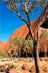 Australie, Northern Territory, Parc National d'Uluru-Kata Tjuta. Vue d'Uluru (Ayers Rock) de la Base de la marche. (PR)