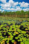 Australia, Northern Territory, Kakadu National Park.  Lily pads in Annaburroo Billabong.(PR)