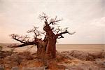 Botswana, Kubu Island. An ancient baobab sits overlooking the Makgadikgadi Saltpans from Kubu Island.