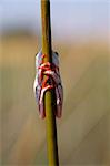 Botswana, Okavango Delta. A painted reed frog clings to a reed.