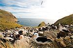 Falkland-Inseln; West Point Island. Schwarz-Granada Albatros in einer Klippe Kolonie gemeinsam mit Felsenpinguin Pinguine Ei Ausbrüten.