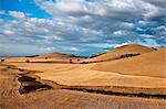 Kenya,Timau. Rolling wheat farms at Timau, 8,500 feet above sea level, looking northeast to the Nyambeni Mountains.