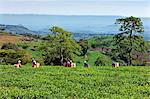 Kenya, Kericho District. Tea pickers pluck tea in one of the most important tea growing regions of Kenya.