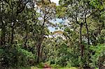 A forest track on the slopes of Mount Elgon, Kenya s second highest mountain of volcanic origin.