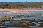 Kenia. Lesser Flamingos fressen Algen unter den heißen Quellen von Bogoriasee, ein alkalischer See im Great Rift Valley