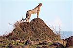 Kenya. Un guépard enquêtes sur son environnement depuis le sommet d'un monticule de termite dans la réserve nationale de Masai Mara.