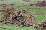 Kenya. Un guépard et ses petits âgés d'un mois trois surveiller de termitières dans la réserve nationale de Masai Mara.