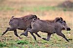 Kenya. Warthogs running across the grass plains of Masai Mara National Reserve.