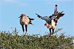 Kenya. Une paire d'oiseaux nicheurs de secrétaire dans la réserve nationale de Masai Mara.