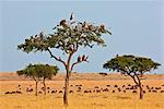 Kenya. Vultures and a  marabou stork roost in trees near a herd of wildebeest in Masai Mara National Reserve.