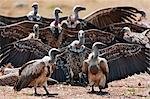 Kenia. Nach einer nassen Nacht setzte sich Rüppells Gänsegeier ihre Flügel, um sie in der Sonne in Masai Mara National Reserve trocken.