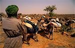 Mali, near Douentza. A small caravan of donkeys transporting millet pauses amidst austere countryside near Douentza