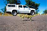 Namibia, Bushmanland. A chameleon crosses a road in northeastern Namibia, a 4x4 Toyota 'twin-cab' parked in the background.