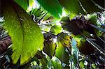 Seychelles, Praslin, Vallee de Mai Nature Reserve. View into the canopy of the coco de mer forest.