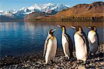 Géorgie du Sud et îles Sandwich du Sud, Géorgie du Sud, la baie de Cumberland, Grytviken. Un groupe de pingouins roi sur la plage.