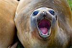 South Georgia and South Sandwich Islands, South Georgia, Cumberland Bay, Grytviken. Southern Elephant Seal (Mirounga leonina)