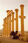 Syria, Palmyra. Two camels wait amongst the columns of Queen Zenobia's ancient Roman city at Palmyra.