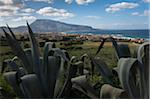 Agave Plants and Village of Cornino, Province of Trapani, Sicily, Italy