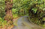 Rainforest in Queimadas, Madeira, Portugal