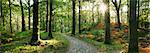 Path Through Forest, Keswick, Cumbria, England