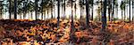 Pine Forest and Bracken, Near Wareham, Dorset, England