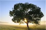 Sun Shining through Tree, Bavaria, Germany