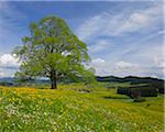 Tilleul au printemps, Heimhofen, Allgäu, Bavière, Allemagne