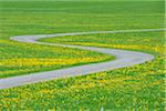 Road through Meadow with Dandelions, Allgau, Bavaria, Germany