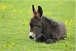 Young Donkey in Meadow, Baden-Wurttemberg, Germany