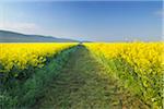 Path Through Canola Field, Roellbach, Spessart Range, Bavaria, Germany