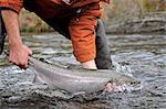 Man and woman kneeling in water to show off a wild Steelhead caught in Deep Creek, Kenai Peninsula, Southcentral Alaska, Autumn