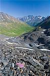 A small patch of moss campion adds color to a rock slide in Crow Pass, Chugach Mountains, Chugach State Park, Southcentral Alaska, Summer