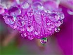 Macro of dew drops on Fireweed petals, Southeast Alaska, Summer