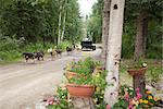 Visitors take a sled dog ride in a training cart at Chena Hot Springs Resort, Interior Alaska, Summer