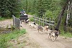 Les visiteurs prennent un tour de traîneau à chien dans un panier de formation à Chena Hot Springs Resort, intérieur de l'Alaska, l'été