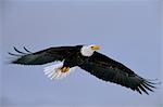 Aigle à tête blanche en vol au-dessus du ruisseau Mikfik, McNeil rivière état Game Sanctuary, sud-ouest de l'Alaska, l'été