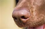 Close up of the nose of a Chocolate Labrador Retriever, Southcentral Alaska, Summer