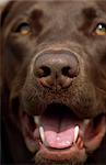 Gros plan du visage d'un été de labradors chocolat, Alaska du centre-sud,