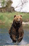 Grizzly bear charging across Mikfik Creek, McNeil River State Game Sanctuary, Southwest Alaska, Summer