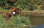 Grizzly bear and  Bald Eagle both fish for salmon on Mikfik Creek, McNeil River State Game Sanctuary, Southwest Alaska, Summer