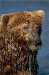 Nahaufnahme eines nassen Grizzly-Bären beim Fischen im Mikfik Creek, McNeil River State Game Sanctuary, Südwesten Alaskas, Sommer