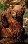 Grizzlybär Kratzen der Brust sitzt neben Mikfik Creek, McNeil River State Game Sanctuary, Südwesten Alaskas, Sommer