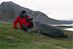 Photographe dos loin un curieux petit éléphant de mer sur l'île de Géorgie du Sud, l'Antarctique, l'été