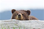 A brown bear cub rests its head on a log in an estuary on Admiralty Island, Pack Creek, Tongass National Forest, Southeast Alaska, Summer