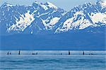 A pod of orca whales surface in Lynn Canal with the Coast Mountains in the distance, Inside Passage, Tongass National Foest, Southeast Alaska, Summer