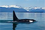 Adult male Orca Whale surfaces in the calm waters of Lynn Canal with Herbert Glacier and Coast Mountains in the distance, Inside Passage, Tongass National Foest, Southeast Alaska, Summer