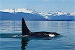 Erwachsene männliche Orca Wal Flächen in den ruhigen Gewässern des Lynn Canal mit Herbert Glacier und Küste-Berge in der Ferne, Inside Passage, Tongass National Foest, Southeast Alaska, Sommer