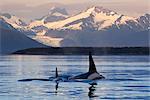 Zwei Killerwale (Orca, Männchen & weiblich) Oberfläche in Lynn Canal als das letzte Licht des Tages beleuchtet Herbert Glacier und der Coast Range Mountains, Inside Passage, Alaska.