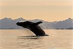 Une violation de baleine à bosse dans les eaux calmes de Frederick Sound au coucher du soleil avec l'île de l'Amirauté dans le lointain, Tongass National Forest, dans l'Inside Passage, sud-est de l'Alaska, l'été